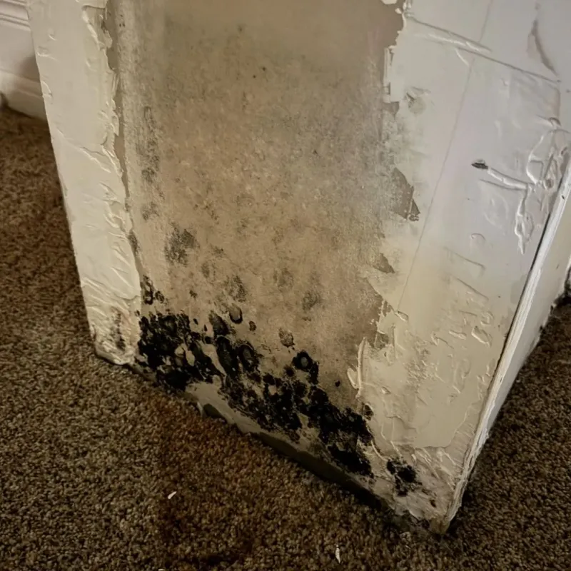 Professional Mold Removal in Drew County, AR